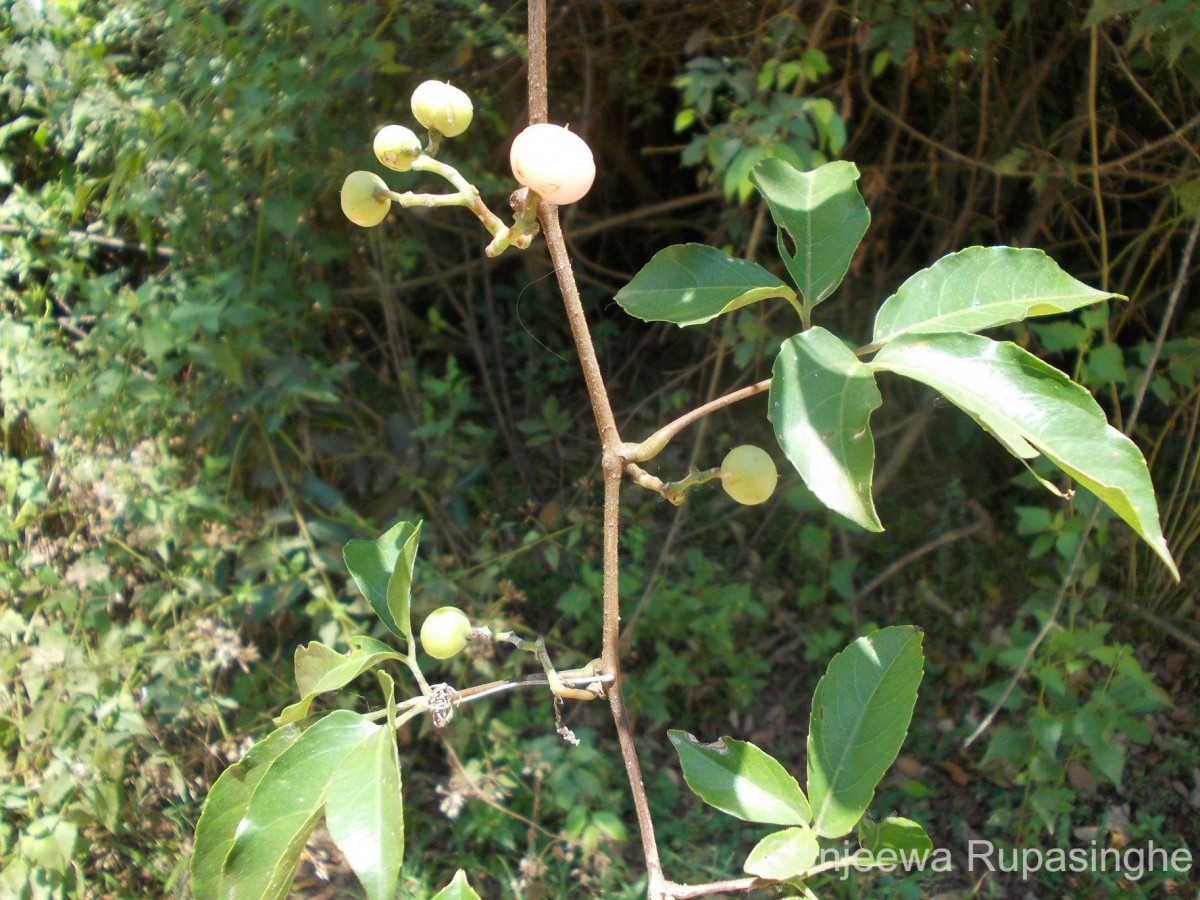 Tetrastigma nilagiricum (Miq.) B.V.Shetty